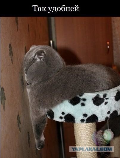 Весёлые картинки. Разбавим будни