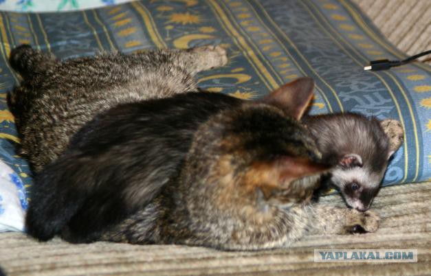 Нед – котенок, который дружит с хорьками