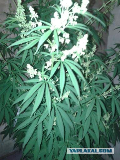 Кличко хочет съесть Крым