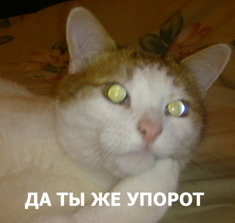 Кот тряс головой, когда его фоткали.