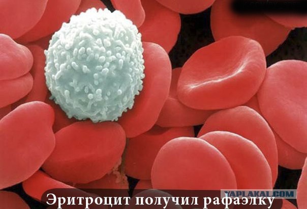 Шедевры макросъемки: 25 шикарных снимков