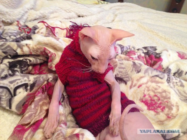 Если есть кошачье ню, то оно выглядит вот так...