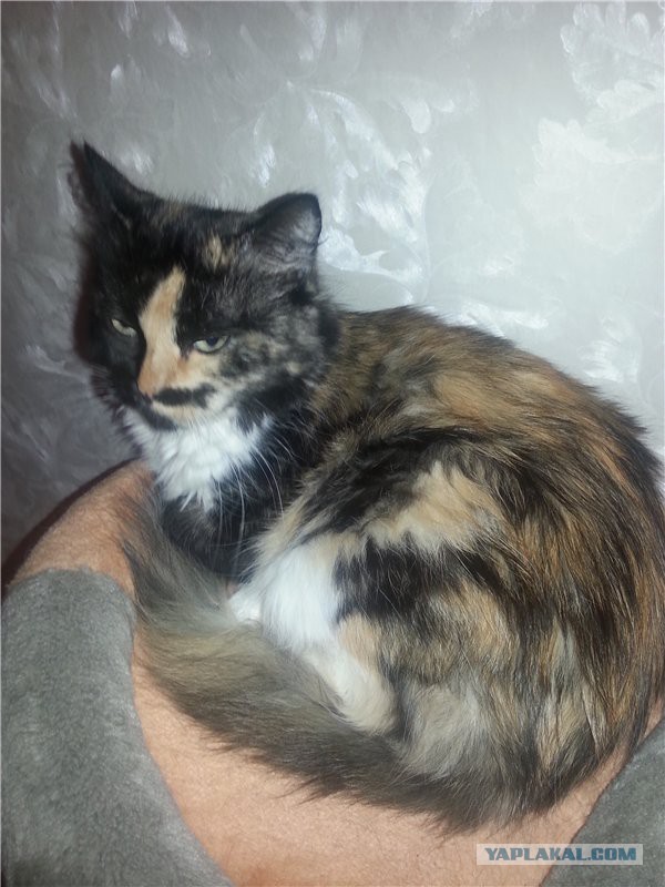 Котовторник 31.03.2015