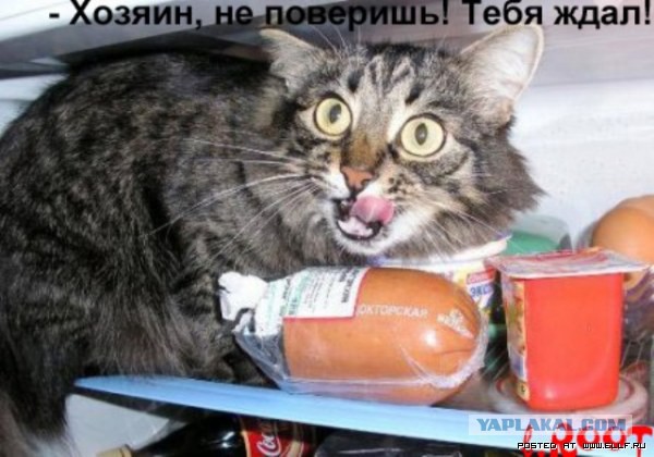 Волшебная коробка с едой и наглой мордой