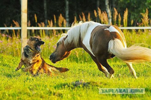 Евродепутат предложила туркам покинуть НАТО