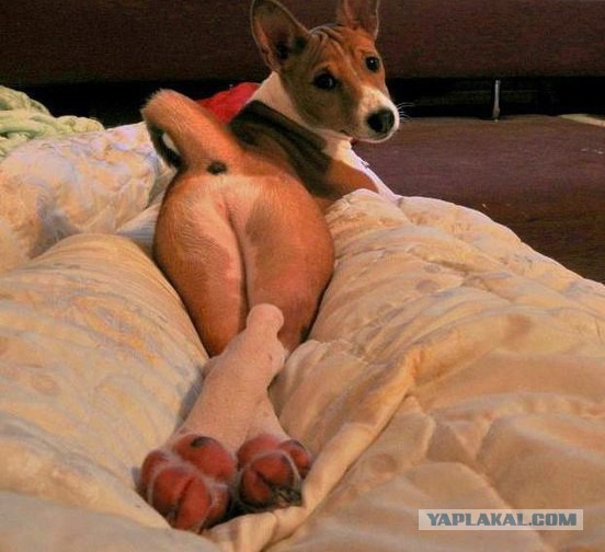 Разные картинки из сети