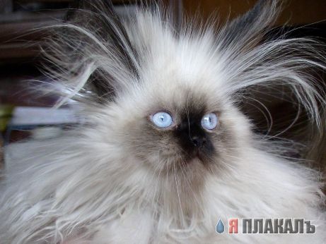 Коты, кошки, котята