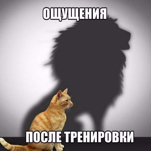 Мохнатые беспредельщики