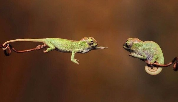 Веселые и интересные картинки