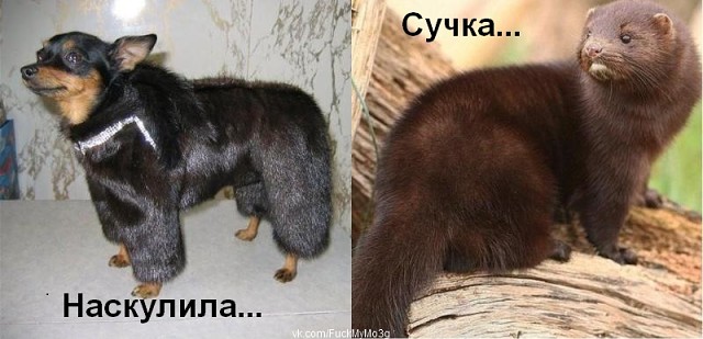 Мечты сбываются (собакочетвергу посвящается)