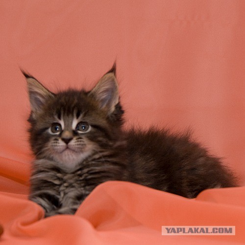 Пр корма для кошек. Рассуждения