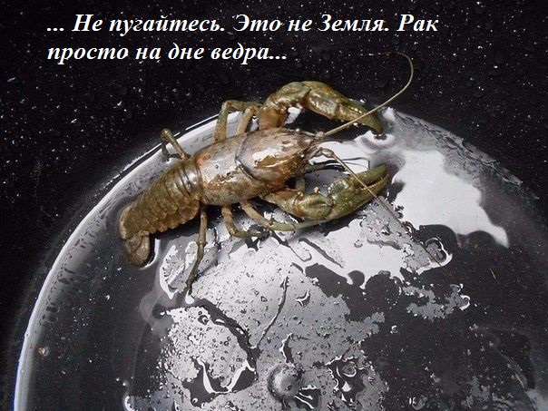 Смешные комментарии 26.06.2016