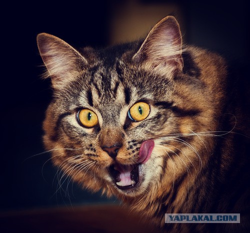 Котейки пост