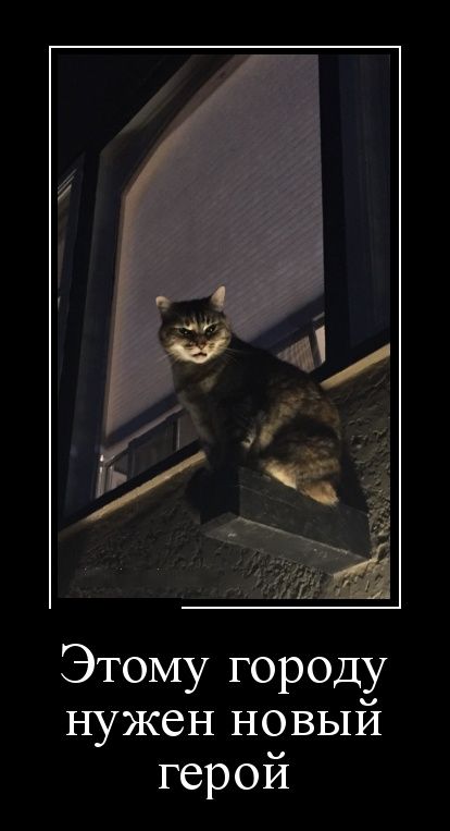 Коты из сети