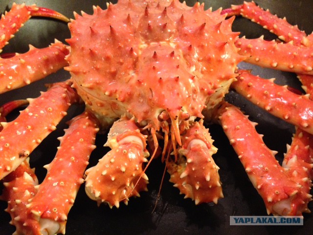 Фуршетный закусочный стол