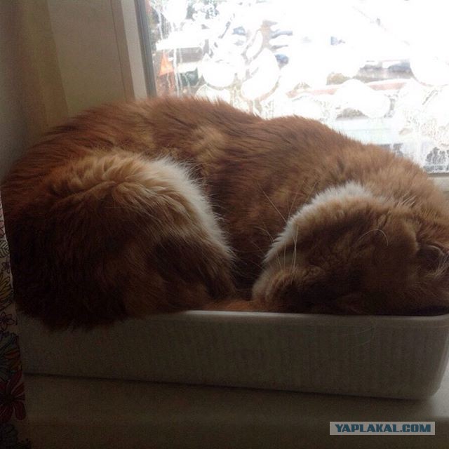 20 мест, в которых не должно было быть кота, но вот он