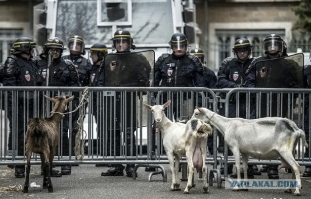 Странный альтернативный юмор