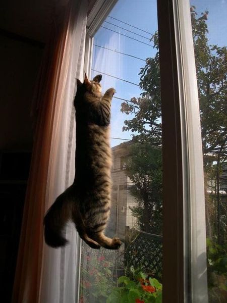 Коты и Кошки