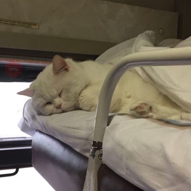Коты и Кошки