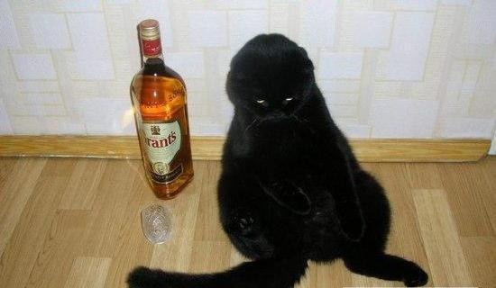 Коты и Кошки
