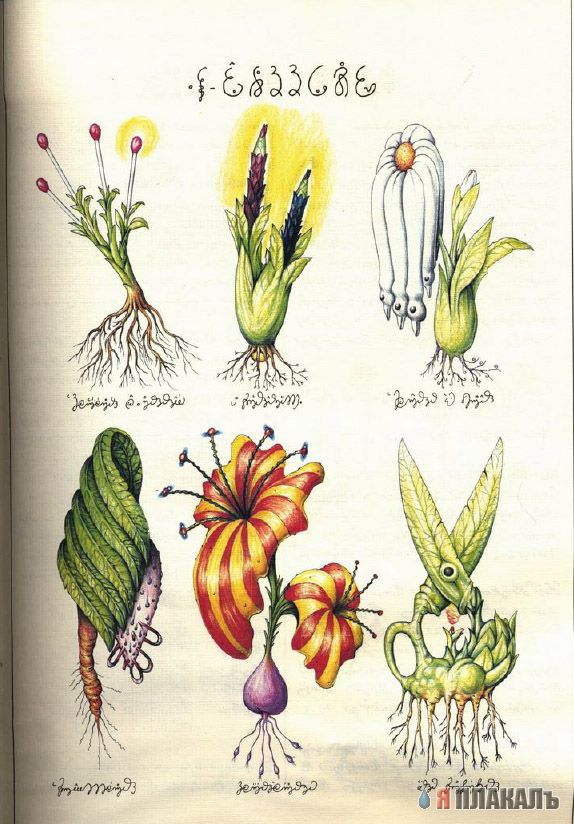 Codex Seraphinianus - что курил автор?