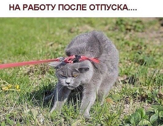 Коты и Кошки