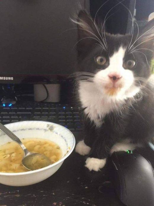 Коты и Кошки