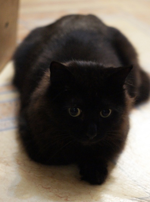 Котовторник 28.11.2017