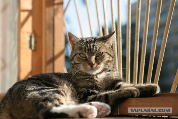 Котовторник на 03.02.2009