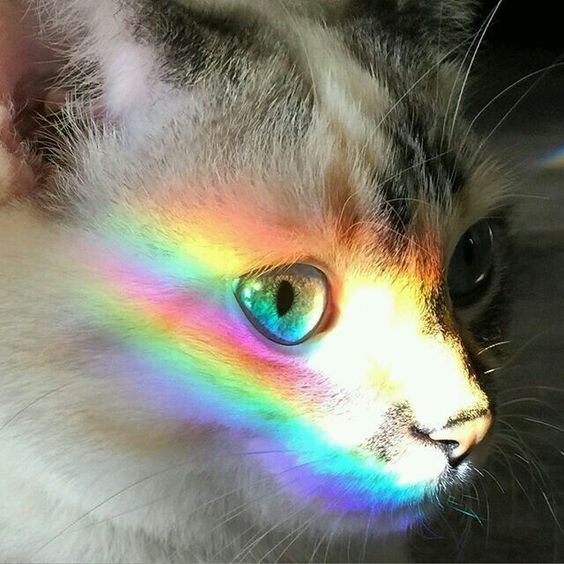 Прикольных котов пост