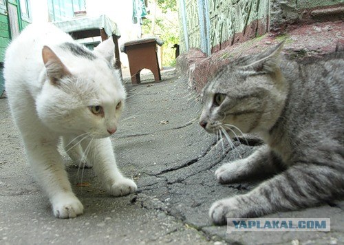 И снова во вторник - котовторник