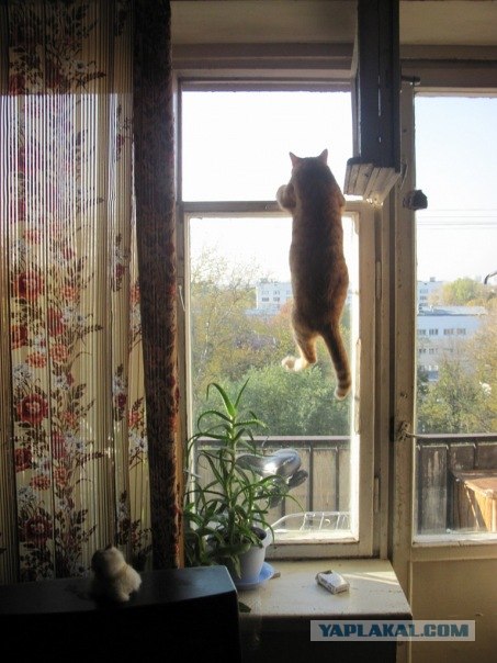 Котовторник 1.02.2011