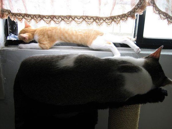 Котовторник на середину июня