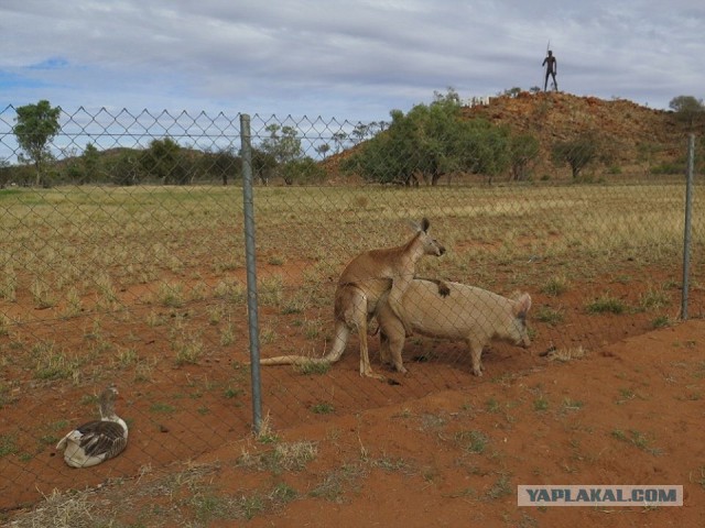 Немного веселых картинок из этих наших интернетов