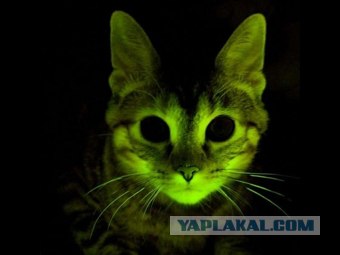 Котовторник в "КотоГетто"