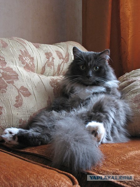 Котовторник 1.11.11