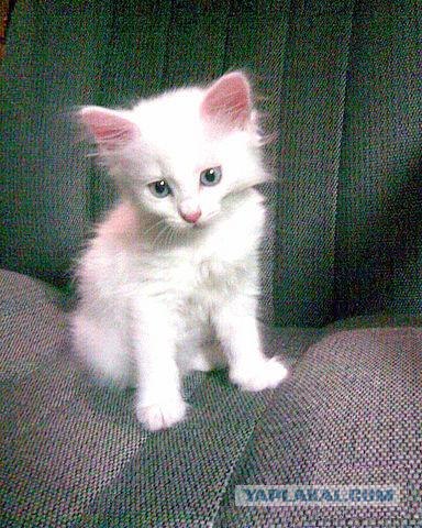 Котовторник 17 января