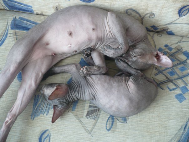 Котовторник (28.02.2012)