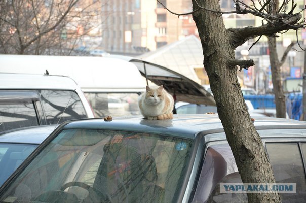 Котовторник 24.04.2012