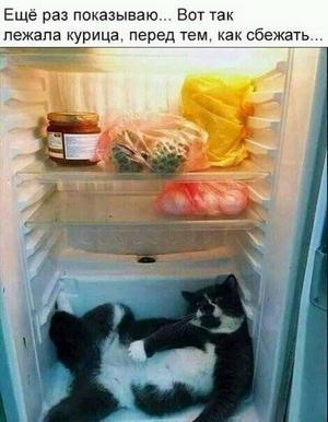 Котовторник 29.01.2019!
