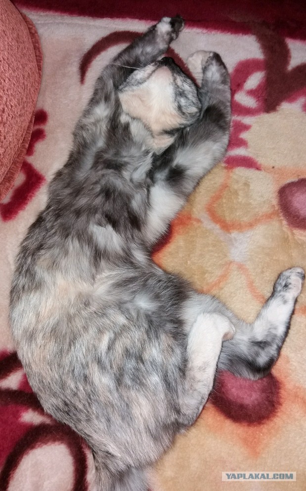05.03.19 Котовторник же