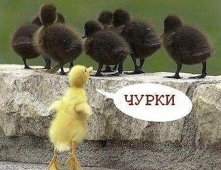 Что характерно, обнаглели!