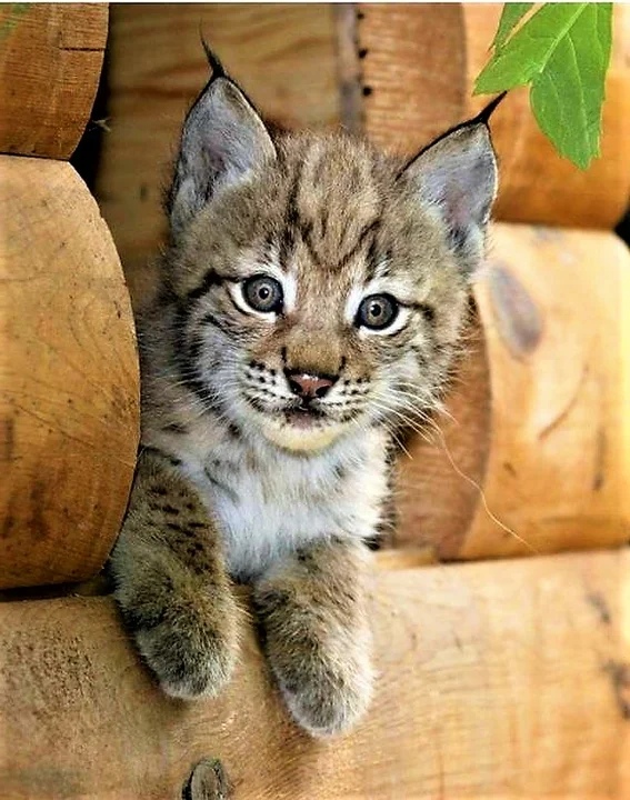 Дикий котовторник 21.05.19