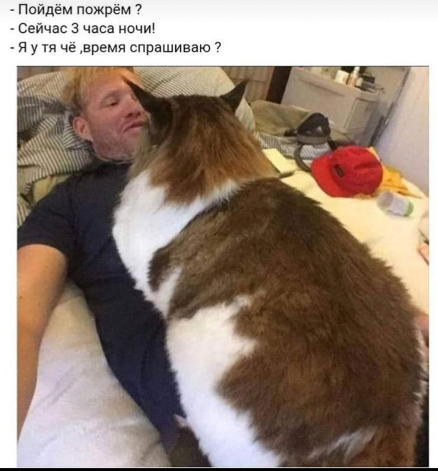 Картинки с котами и про котов