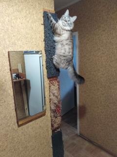 В первый день апреля меня остановила на улице полиция. Карантин