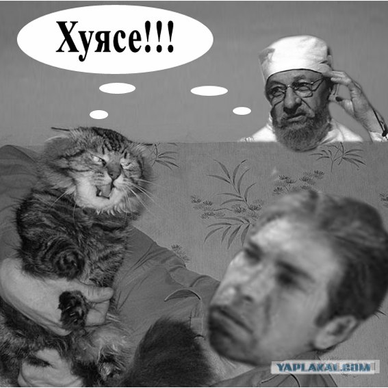 Злой кот