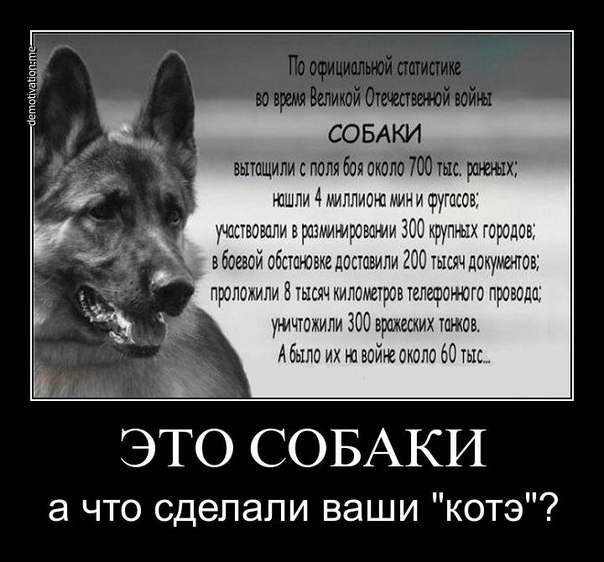Собаки бывают