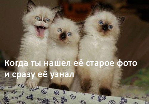 Женщины - они как кошки № 2