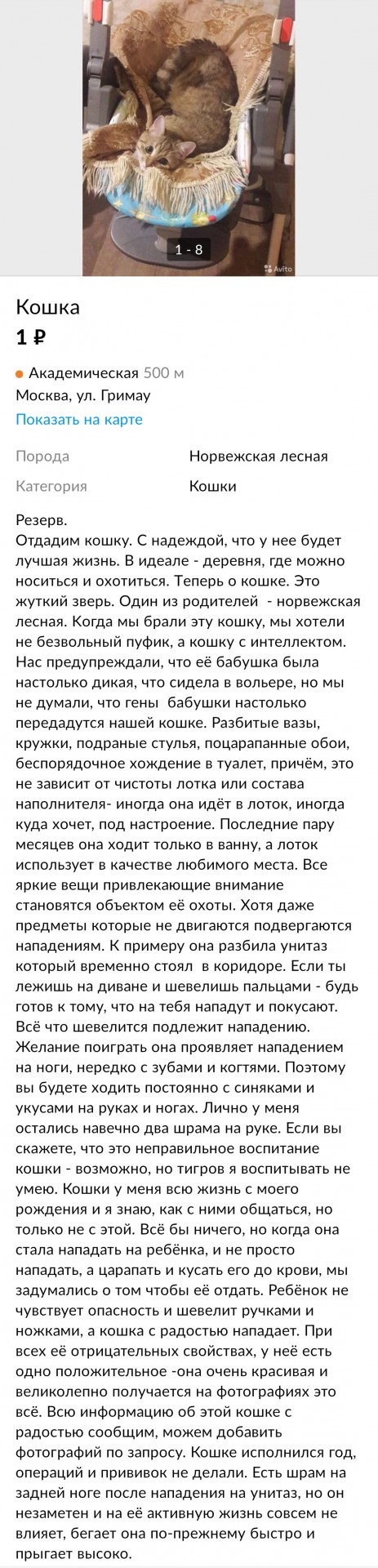 Расчехляем гладильники! - норвежский лесной уже тут