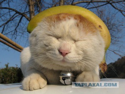 Котэ всё равно